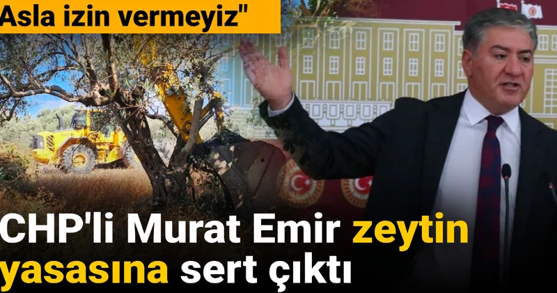 CHP li Murat Emir zeytin yasasına sert çıktı: Asla izin vermeyiz