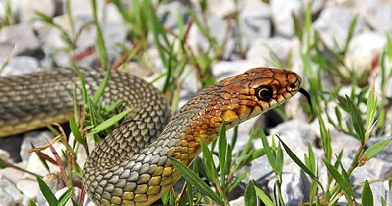 Yazın evinize girme ihtimali yüksek olan 5 yılan! Sözcü Gazetesi
