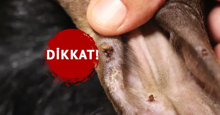 Bu hastalık ölümcül olabilir: Yıllardır bu işle uğraşıyorum, bana hastalık bulaşmaz demeyin!