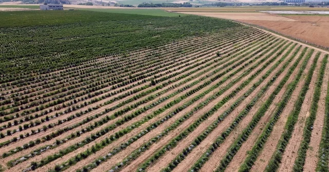 Edirne de yaban mersini hasadı, don nedeniyle verim kaybıyla başladı Edirne Haberleri