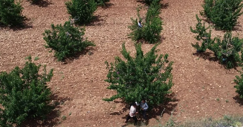 25 yıl önce merakından ekti şimdi 81 ile satıyor: Mardin de bereketli hasat başladı, taleplere yetişemiyor Sözcü Gazetesi