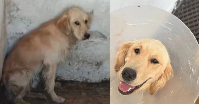 Denize girdiği için şikayet edilen Ares isimli köpek barınakta ölmüştü: Hayvanların yaşam alanına destursuz giren insanoğlundan daha pisi mi var ki dünyada?