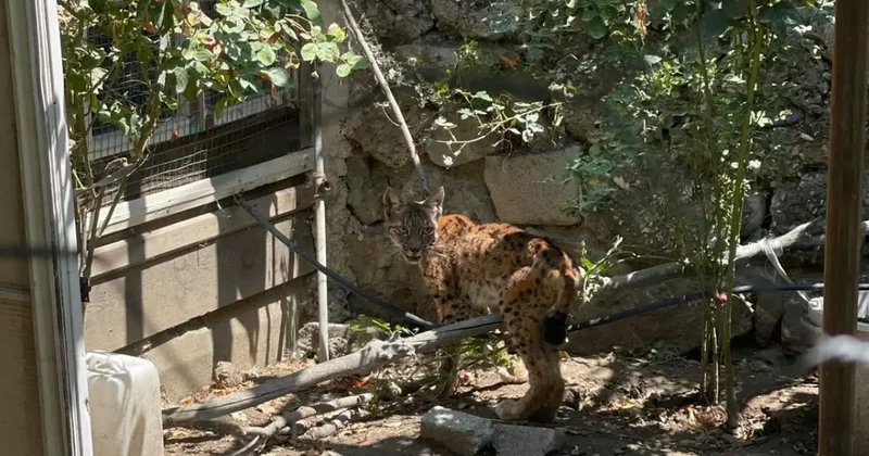 Tavuk kümesinde onu görenler şaşkına döndü!