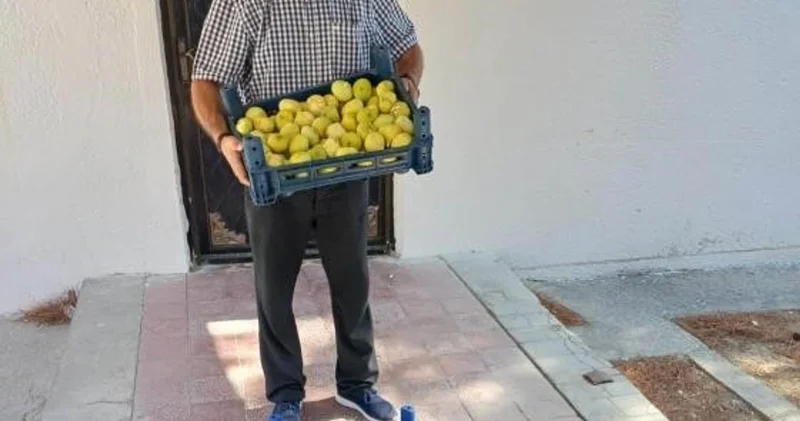 Mut’ta beyaz incir hasadı başladı