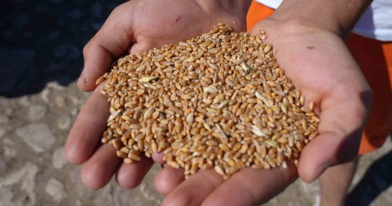 Sertifikalı tohum desteği başvurularında son gün 31 Temmuz!