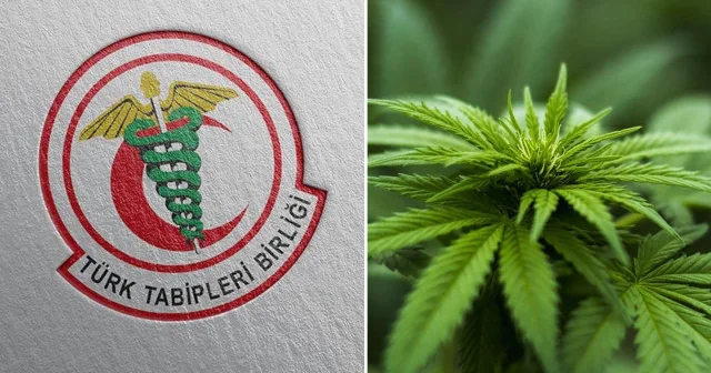 TTB den kenevir kullanımıyla ilgili uyarı: Halk sağlığını tehdit ettiği belirtildi Sağlık Haberleri