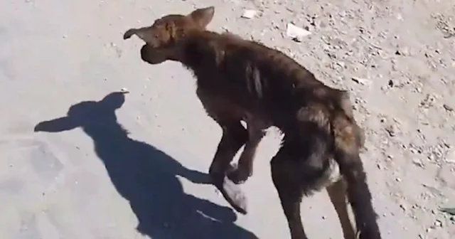 Gazze de hayvanlar da açlıktan ölüyor VİDEO İZLE