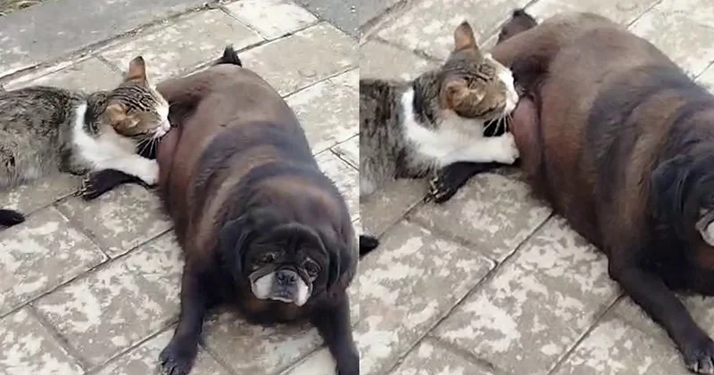 Görenler inanamadı... Köpek kediyi böyle emzirdi