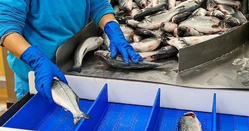 Türkiye su ürünleri ihracatında 6 ayda rekor kırdı Sözcü Gazetesi