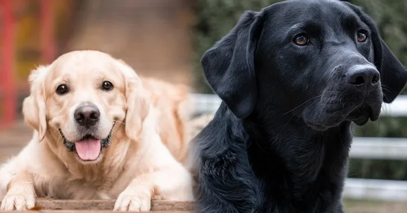 Bu köpekler Parkinson hastalarını koklayarak buluyor Sözcü Gazetesi