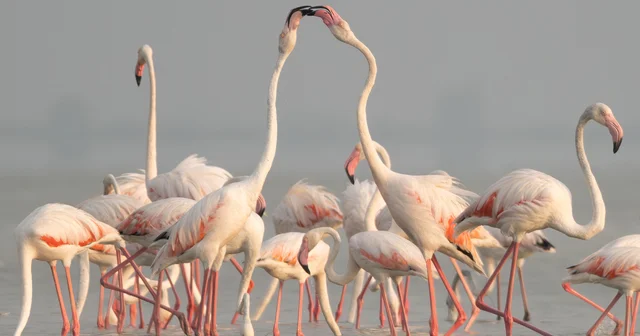 Adana daki Akyatan Lagünü flamingolarla renklendi Adana Haberleri