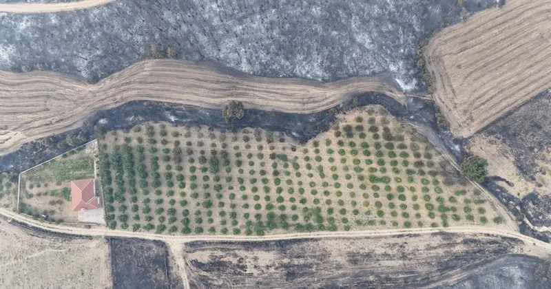 Çanakkale deki orman yangınında ceviz bahçesi alevlerden etkilenmedi