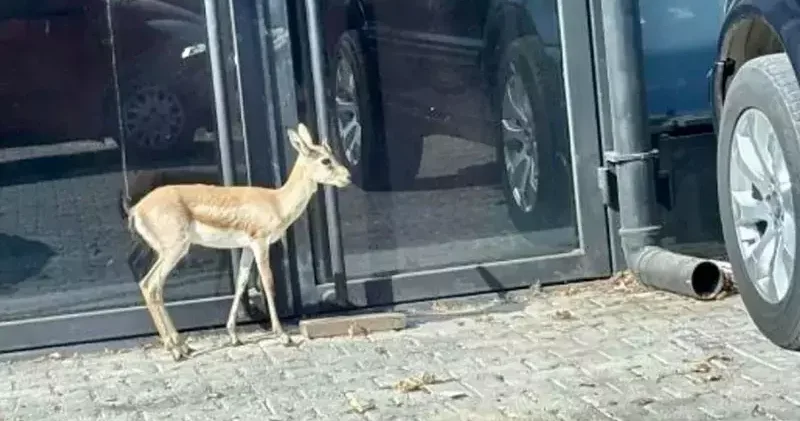 İş insanının, villasının bahçesinde beslediği yavru ceylan kaçtı