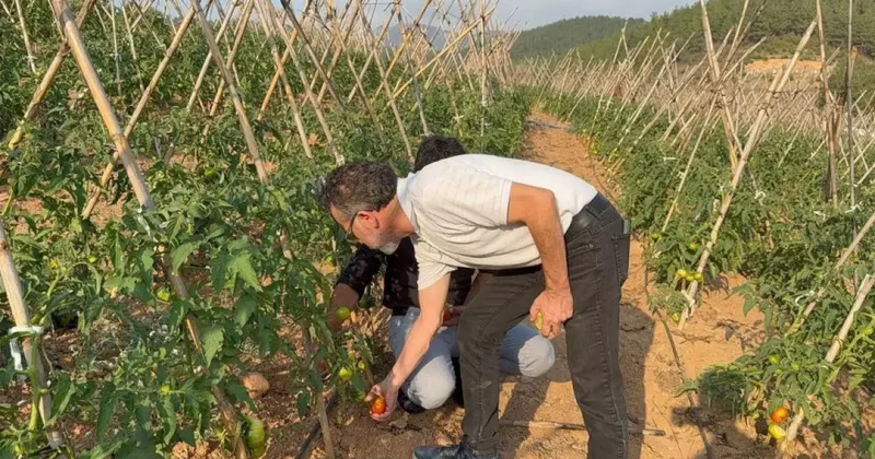 Atıl araziler, üretim üssü oldu: Bu bölgede domates yetişiyor