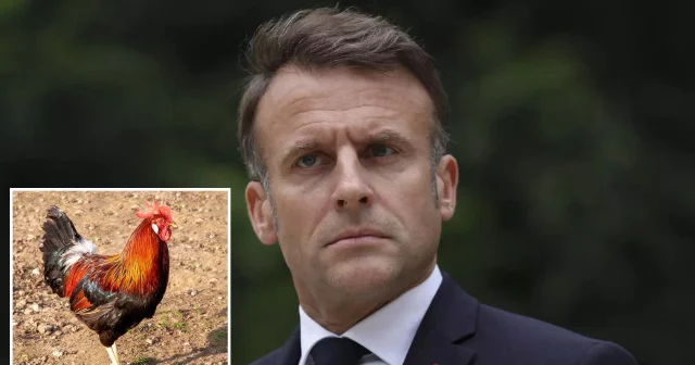 Medvedev den Macron a Galya horozu benzetmesi Avrupa Haberleri