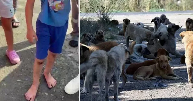 Başıboş köpekler sokakta dehşet saçtı: 6 yaşındaki çocuk sokak köpeklerinin saldırısına uğradı Gündem Haberleri