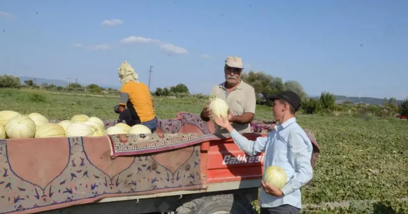 Türkiye, kavuna doyacak