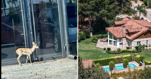 Antalya da iş adamının villa bahçesinde baktığı ceylan kaçtı Antalya Haberleri