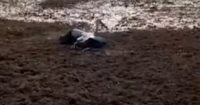 Denizli de balçığa saplanan leyleğin imdadına balıkçılar yetişti VİDEO İZLE