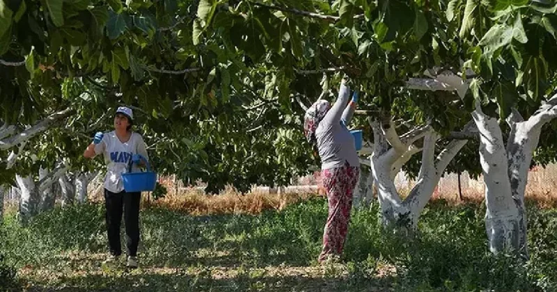 Dünyada sadece İzmir de yetişiyor: Sınırlı sayıda yetişiyor hasat edildiği gibi satılıyor Sözcü Gazetesi
