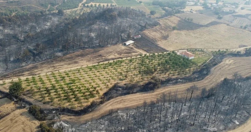 Çanakkale deki yangında ceviz ağaçları böyle kurtuldu
