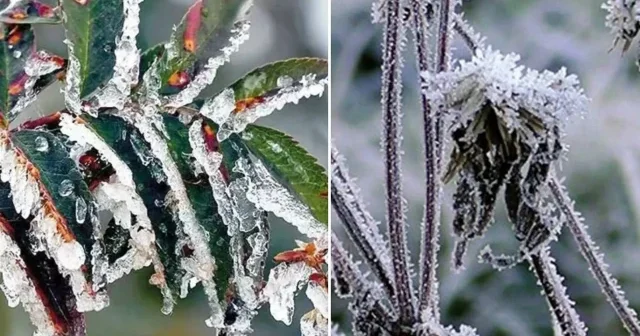 Meteoroloji’den zirai don uyarısı Gündem Haberleri