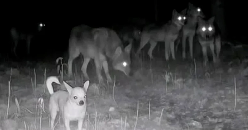 Chihuahua türü köpeğin kurt sürüsünün lideri olduğu iddiası çürütüldü
