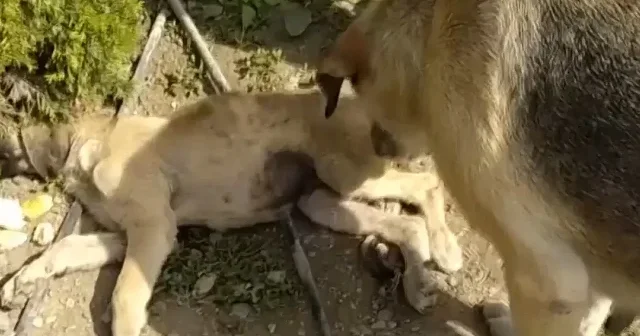Sahipsiz köpek kazada yaralanan yavrusunun başından ayrılmadı VİDEO İZLE