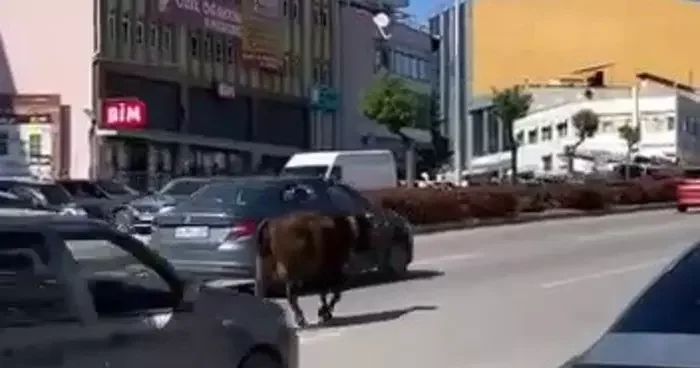 Safranbolu’da inek yola çıktı, trafikte tehlike oluştu