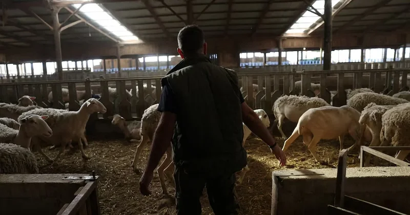 Yunanistan’da yeni salgın! Çiftçiler perişan, sürüler itlaf ediliyor Sözcü Gazetesi