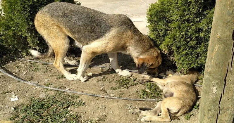 Aracın çarptığı yavrsunun başından bir an olsun ayrılmadı