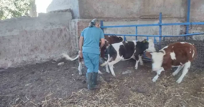 Söke de hayvan aşılaması: Sağlık için önemli adım