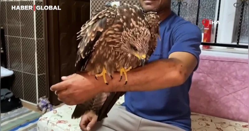 Bulduğu şahine ciğer dürüm söyledi