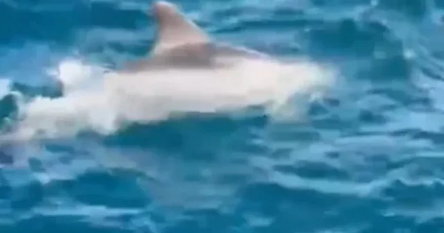 Boğaz’da dev sürpriz: Tarabya’da balina görüntülendi VİDEO İZLE