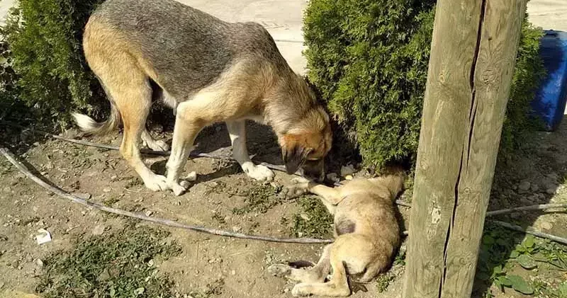 Yavru köpeğe araç çarptı; annesi başından ayrılmadı