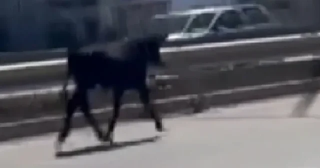 Ahırdan kaçan buzağı kara yoluna çıkınca sürücülere zor anlar yaşattı VİDEO İZLE