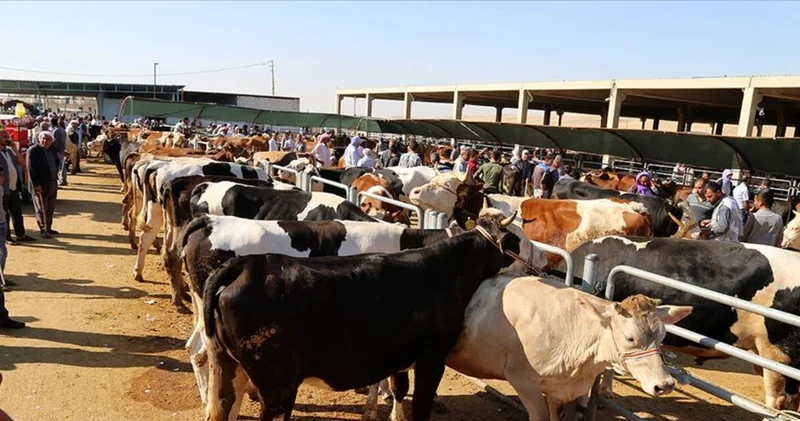 Vekaletle kurban kesim bedeli 2025: Diyanet İşleri, Kızılay ve TSK Mehmetçik Vakfı yurt içi yurt dışı kurban kesim bedeli kaç TL?