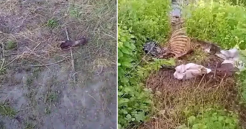 Sakarya da dere kenarında tek tırnaklı hayvan kemikleri bulundu