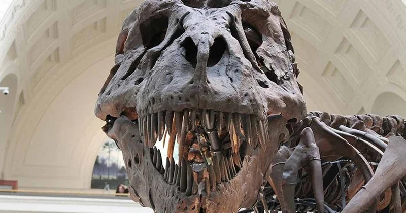 Onları bir meteor öldürmedi! İşte dinozorların gerçek sonu Sözcü Gazetesi