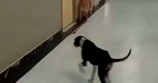 Kocaeli Üniversitesi Hastanesi’nde sahipsiz köpek skandalı: Koridorlarda dolaştılar VİDEO İZLE