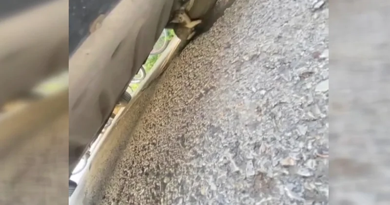Başkentte kedi kurtarma operasyonu