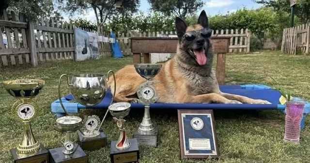 Afetlerde görev alıp, sayısız yaşamın kurtarılmasına yardımcı oldu… Kahraman köpek Bob öldü Aydın Haberleri