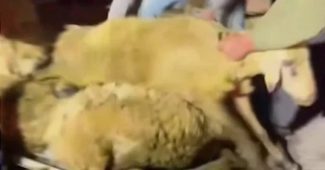 Kurban yolculuğu faciayla bitti: Tır devrildi onlarca koyun telef oldu VİDEO İZLE