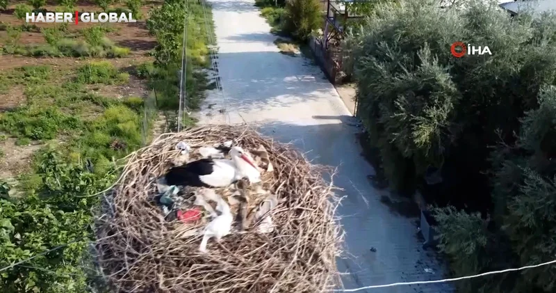 Leylekler doğadaki çöpleri yuvaya taşımış