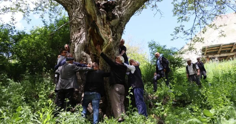 İmam Ağacı olarak bilinen ceviz ağacı 350 yaşında