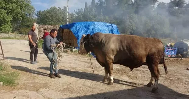Çanakkale haberleri 3 yaşındaki kurbanlığın ağırlığı 1,5 ton! Araba parasına satılıyor 21 Mayıs 2025