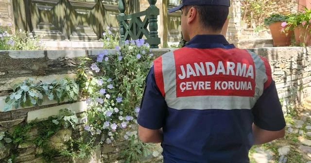 Tüylü çan çiçeğini koparmanın cezası 577 bin TL Aydın Haberleri