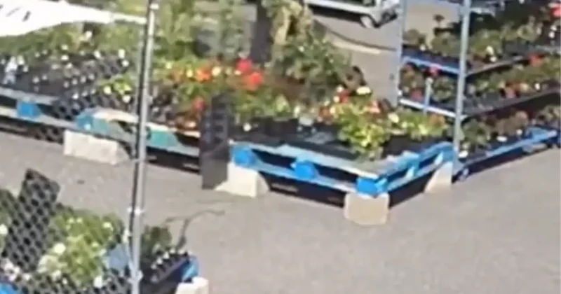 Fırtına çiçekçiyi yerle bir etti, tüm raflar devrildi