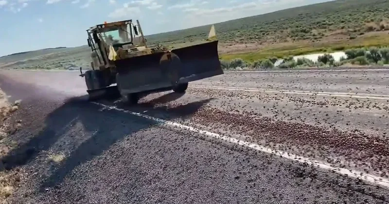 Yollarda, çitlerde, duvarlarda görüldüler: Halk onlara kıyametvari diyor Sözcü Gazetesi