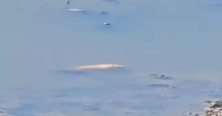 Asi Nehri nde toplu balık ölümleri